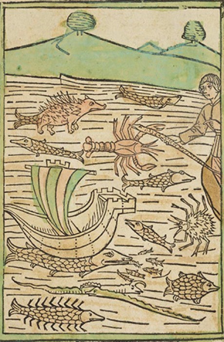 Array of fish, crustaceans and other marine life in a body of water. - Custom Print.