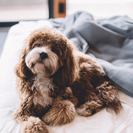 Bringen Sie Ihren Hund mit