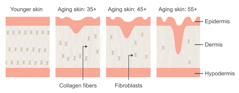 Collagen Production