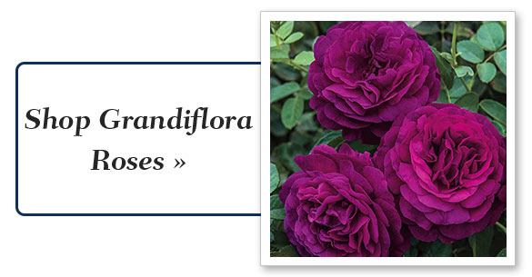Shop Grandiflora Roses