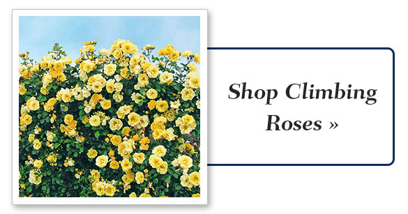 Shop Climbing Roses