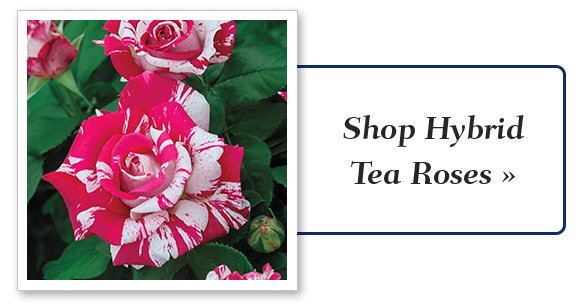 Shop Hybrid Tea Roses 