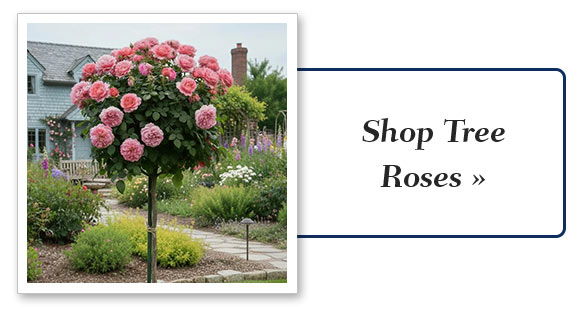 Shop Tree Roses