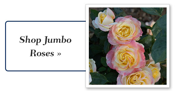 Shop Jumbo Roses