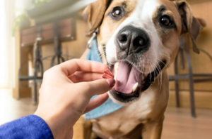 The Affordable Dog Treat That Doesn’t Feel Like a Compromise