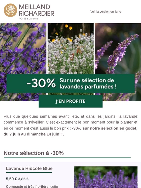 -30% sur nos lavandes en godet !