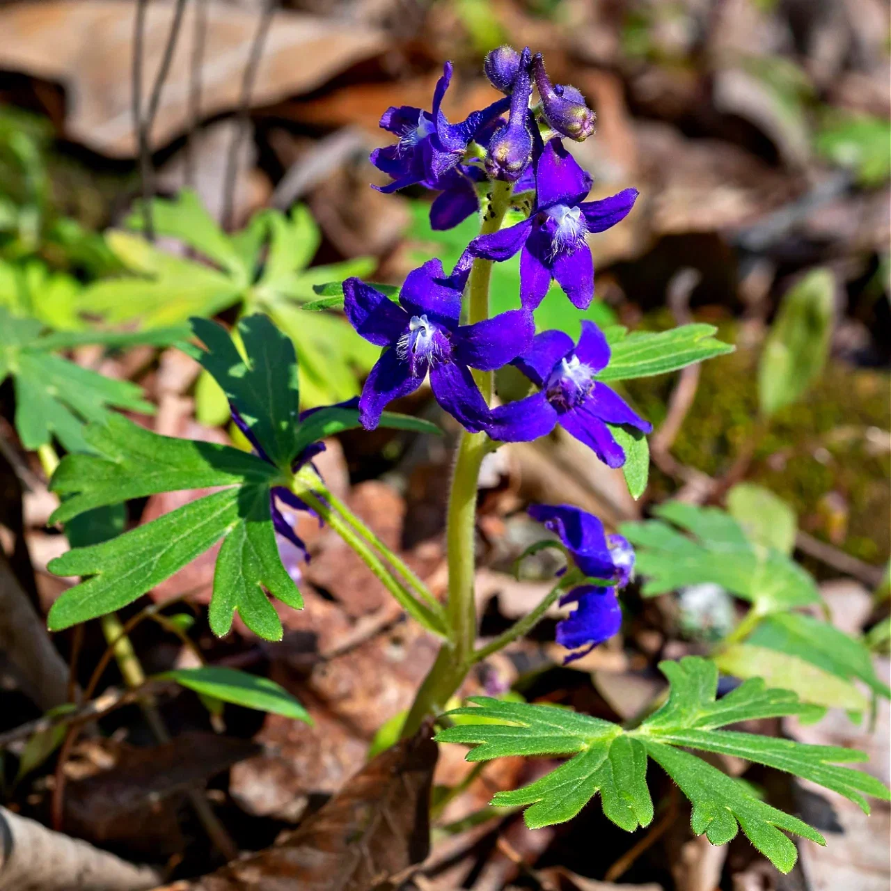 Image of Larkspur Plant