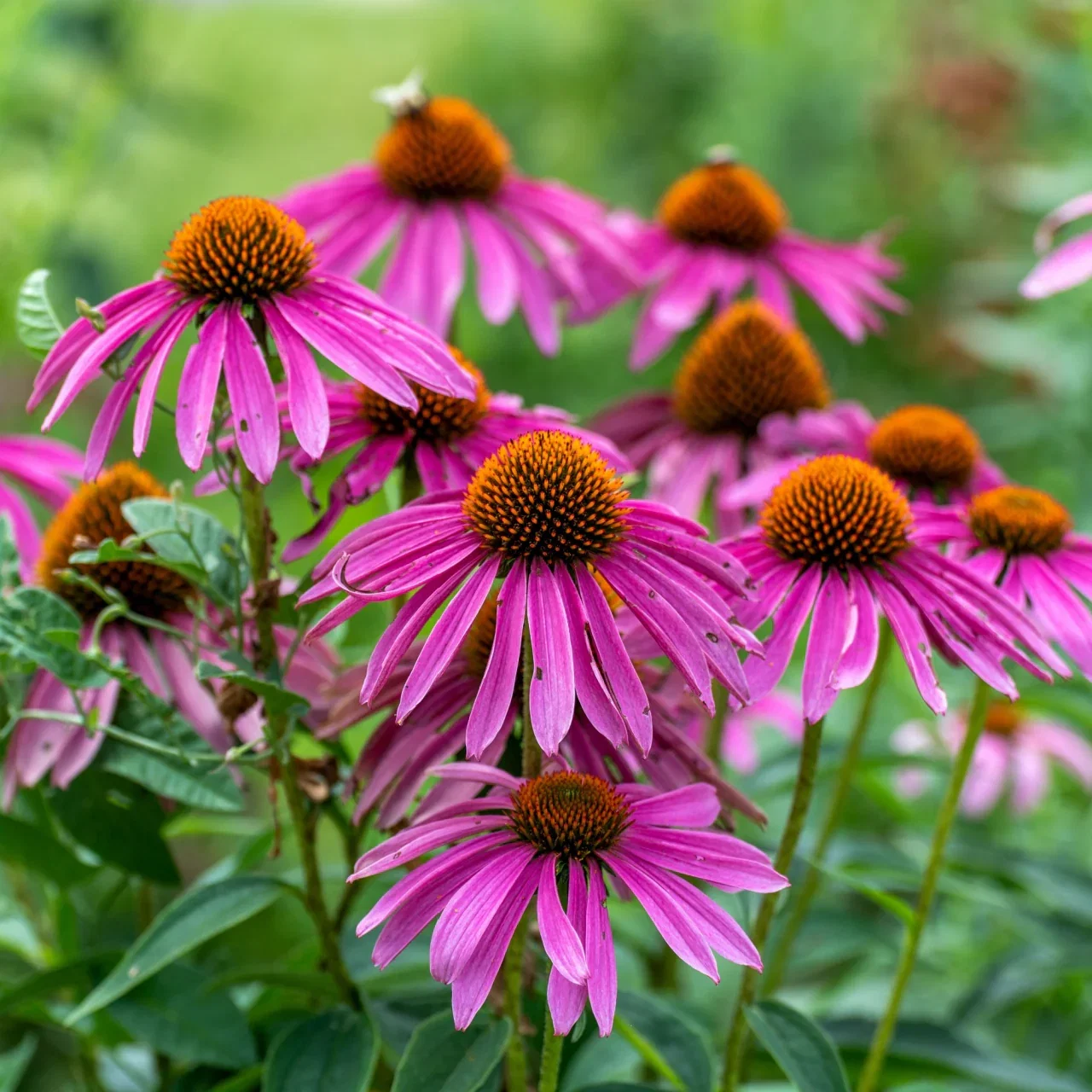 Image of Echinacea Plant