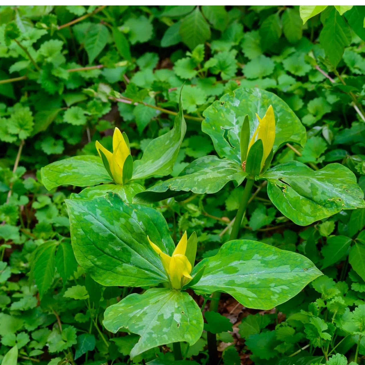 Image of Yellow Trillium Plant