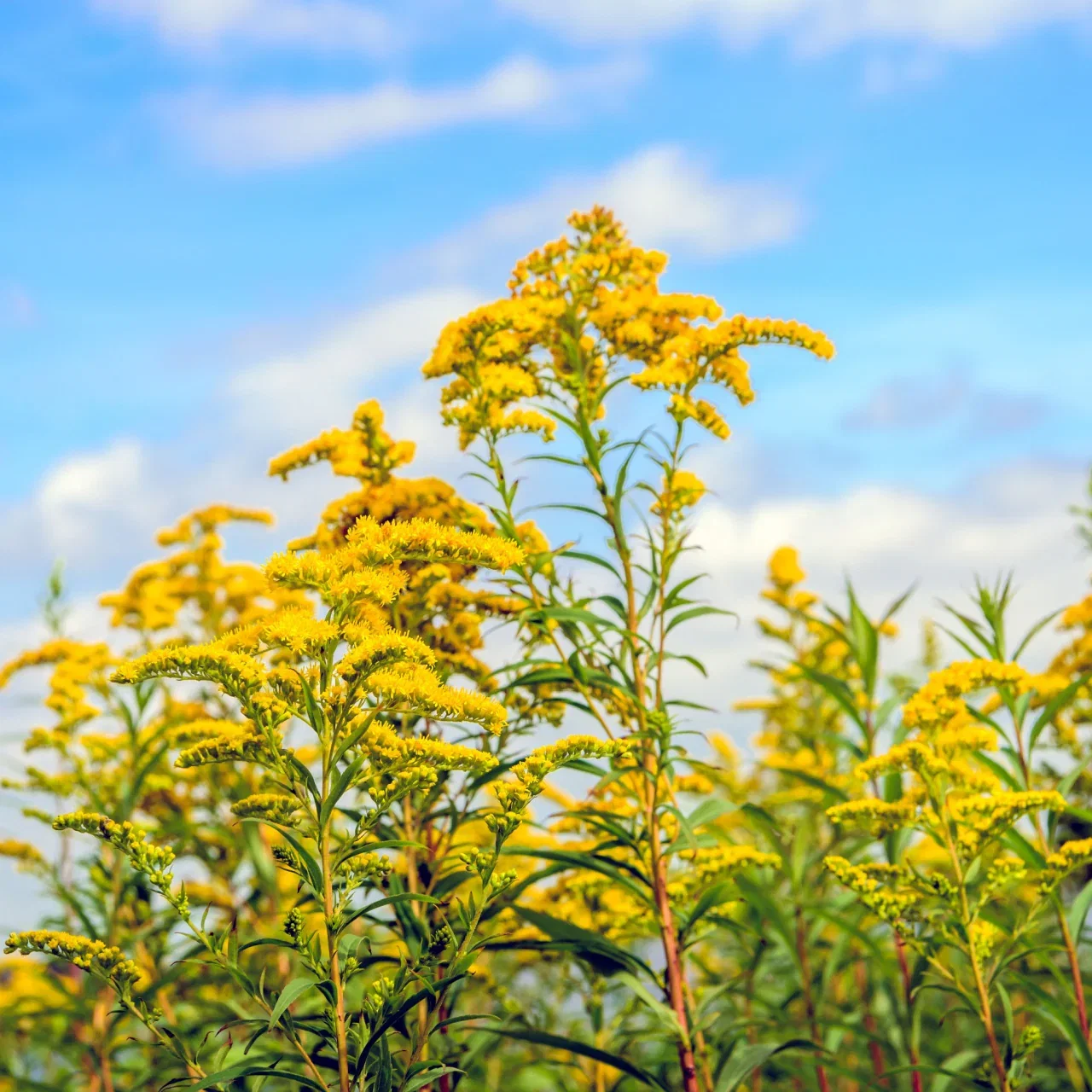 Image of Golden Rod Plant