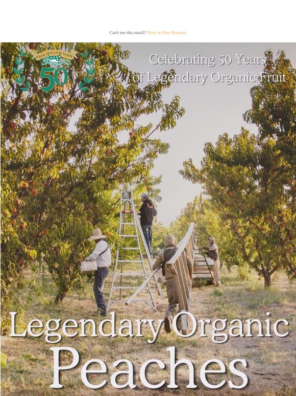 Organic Peaches! 🍑 Harvesting Now!