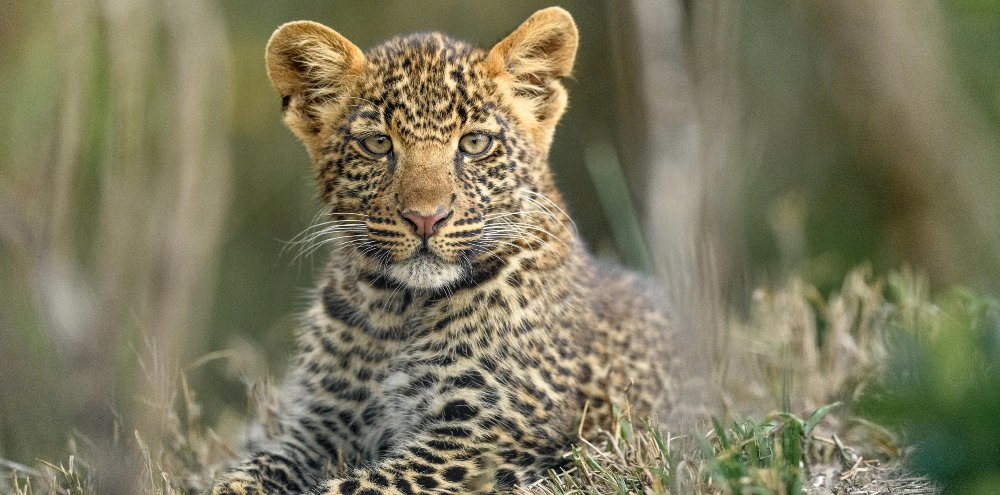 Young leopard resting in the grass at Entim Camp in the Masai Mara
