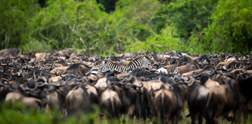 Wildebeest and zebra moving together during the Great Migration
