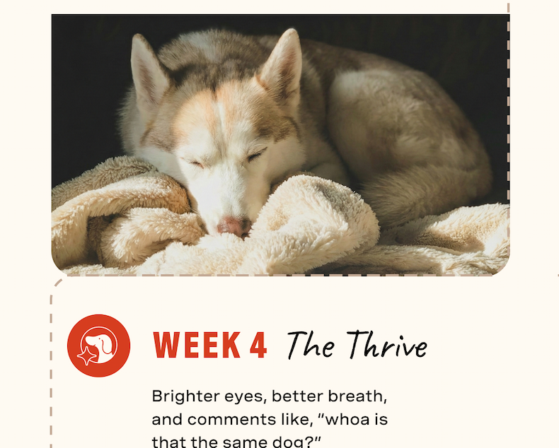 Week 4: The Thrive