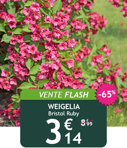 Le Weigelia Bristol Ruby est à -65% soit 3,14 au lieu de 8,99€