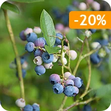 Myrtillier Blue Crop