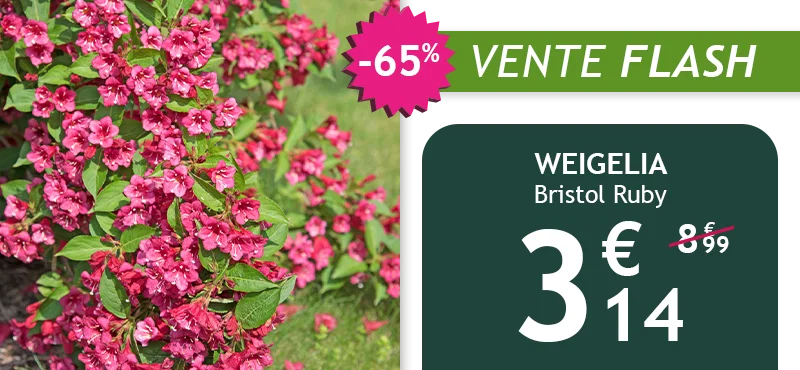 Le Weigelia Bristol Ruby est à -65% soit 3,14€ au lieu de 8,99€