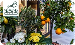 Choisir son arbre fruitier en fonction de sa région