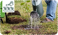 Comment bien planter un arbre fruitier ?