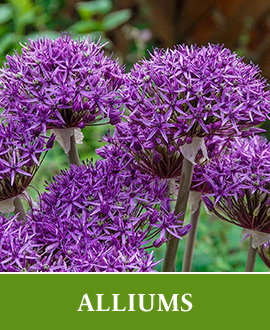 Allium Bulbs