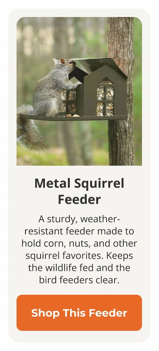 Metal Squirrel Feeder