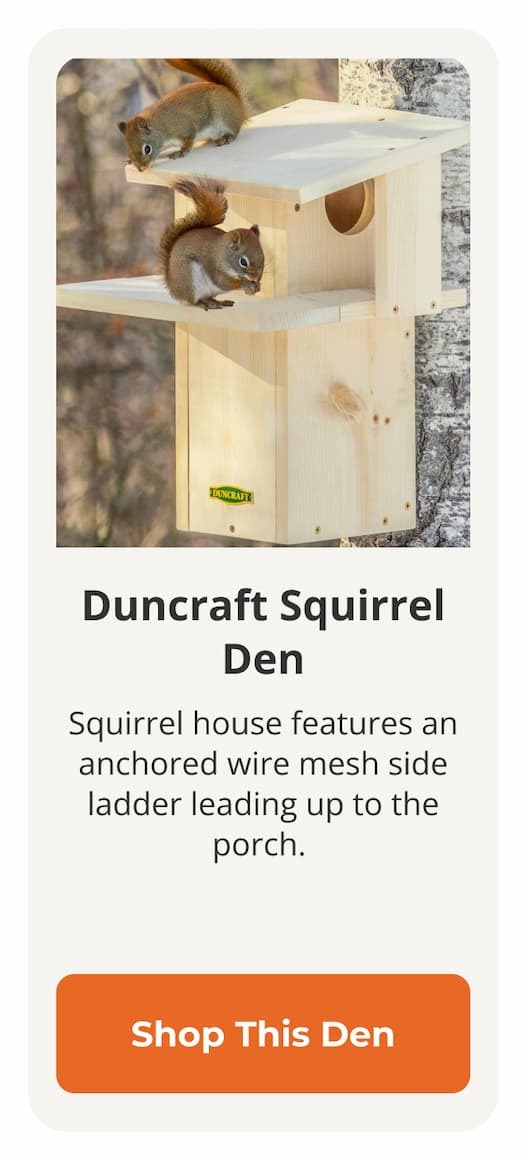 Duncraft Squirrel Den