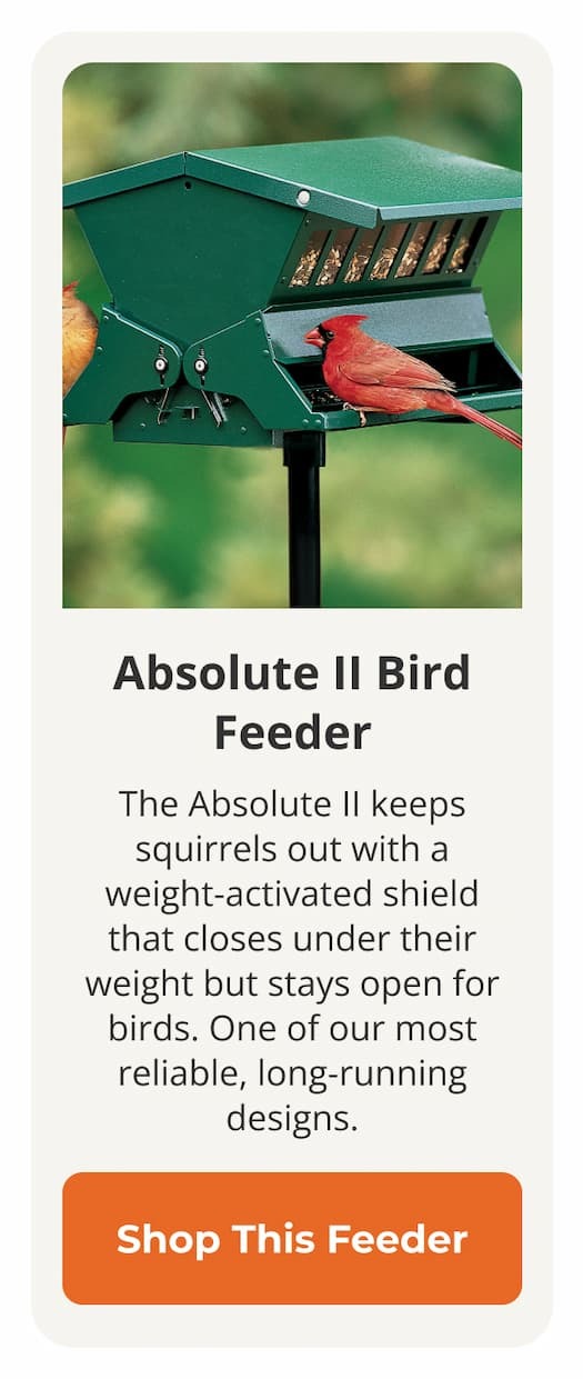 Absolute II Bird Feeder