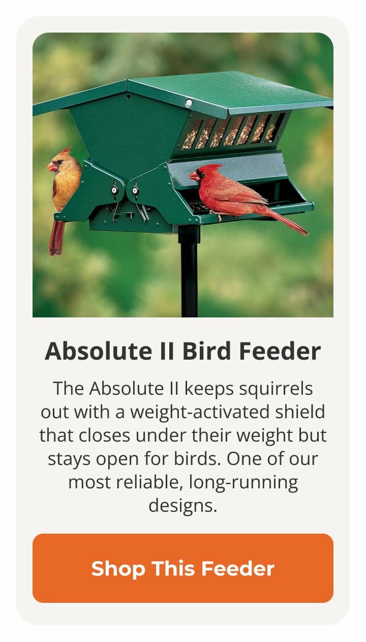 Absolute II Bird Feeder