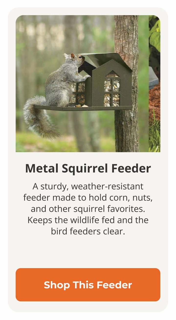 Metal Squirrel Feeder