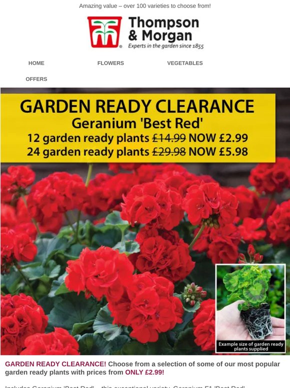 CLEARANCE! Garden Ready Geranium Best Red 25p each!