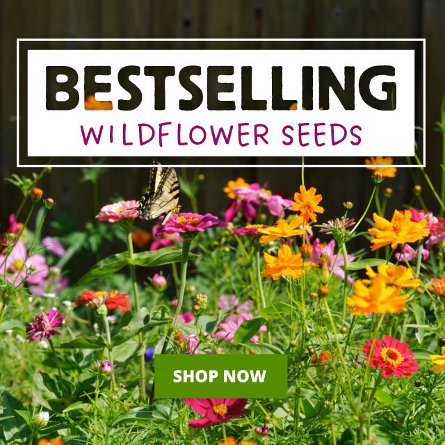 Bestselling wildflower seeds