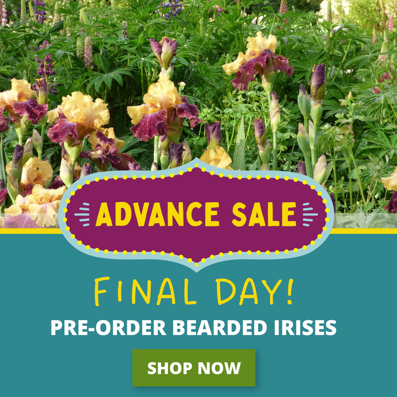advance sale final day