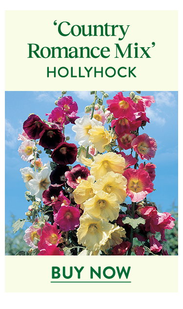Country Romance Mix, Hollyhock