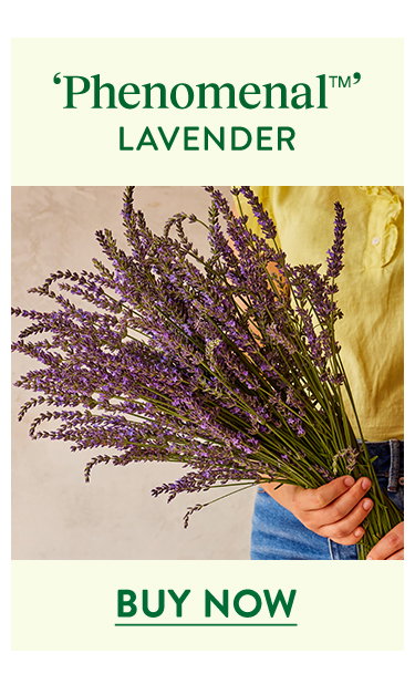 Phenomenal, Lavender