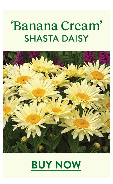 Banana Cream, Shasta Daisy