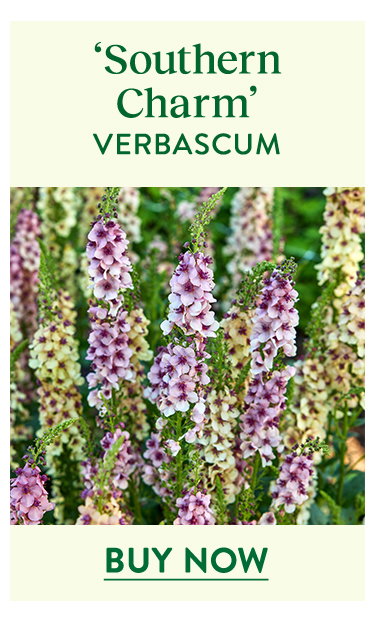 Southern Charm, Verbascum