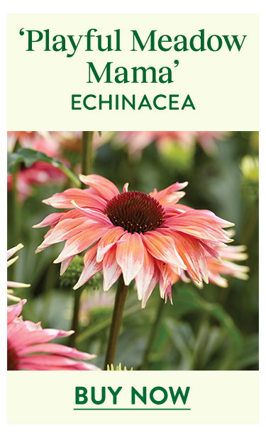 Playful Meadow Mama, Echinacea
