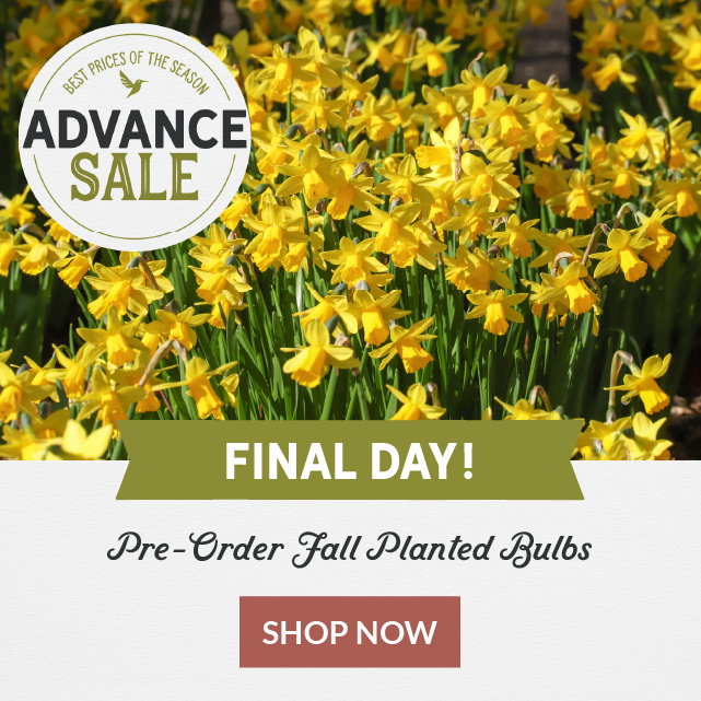 advance sale - final day