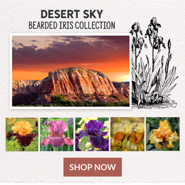 Desert Sky Bearded Iris Collection