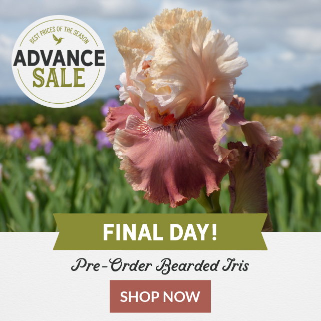 advance sale
