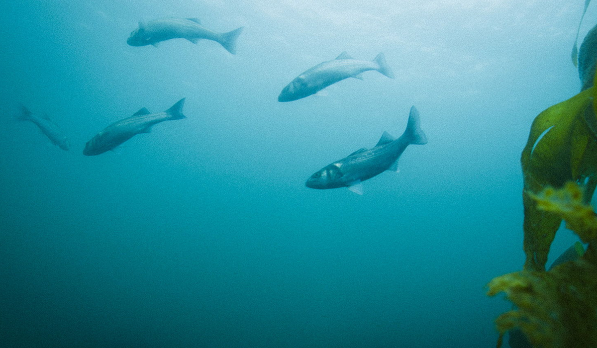 World Oceans Day | Finisterre