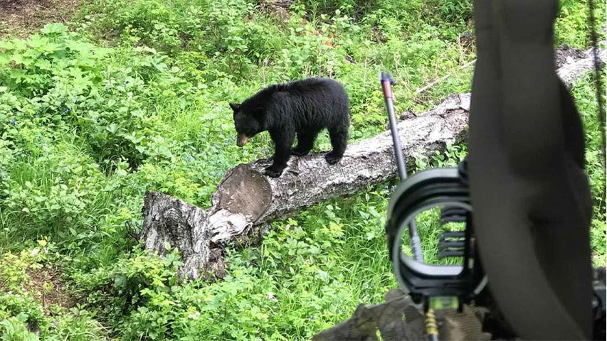 Spring Black Bear
