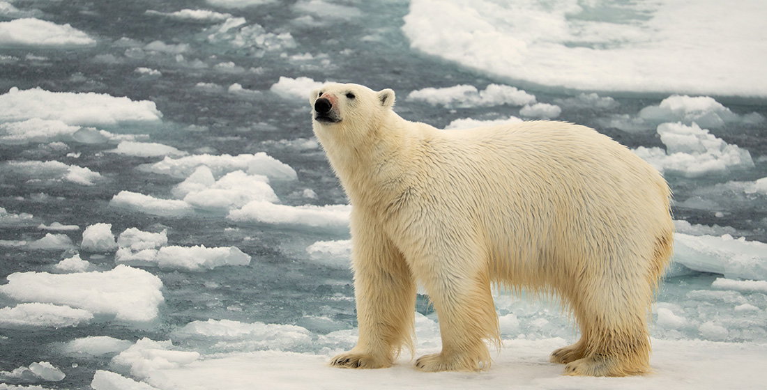 Polar bear on an ice floe