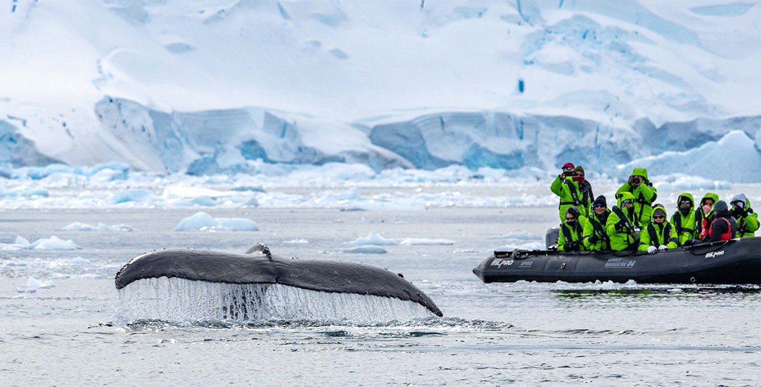 Atlas explorers on a Zodiac safari watching a humpback whale in the water