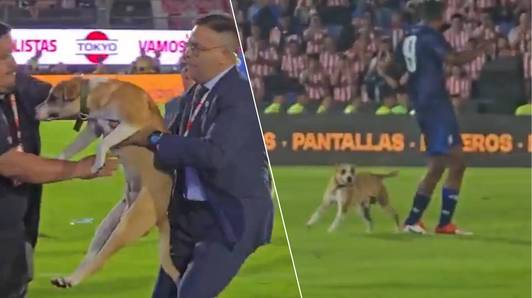 Dexter volgt baasje naar stadion, glipt voorbij beveiliging en loopt veld op tijdens voetbalwedstrijd