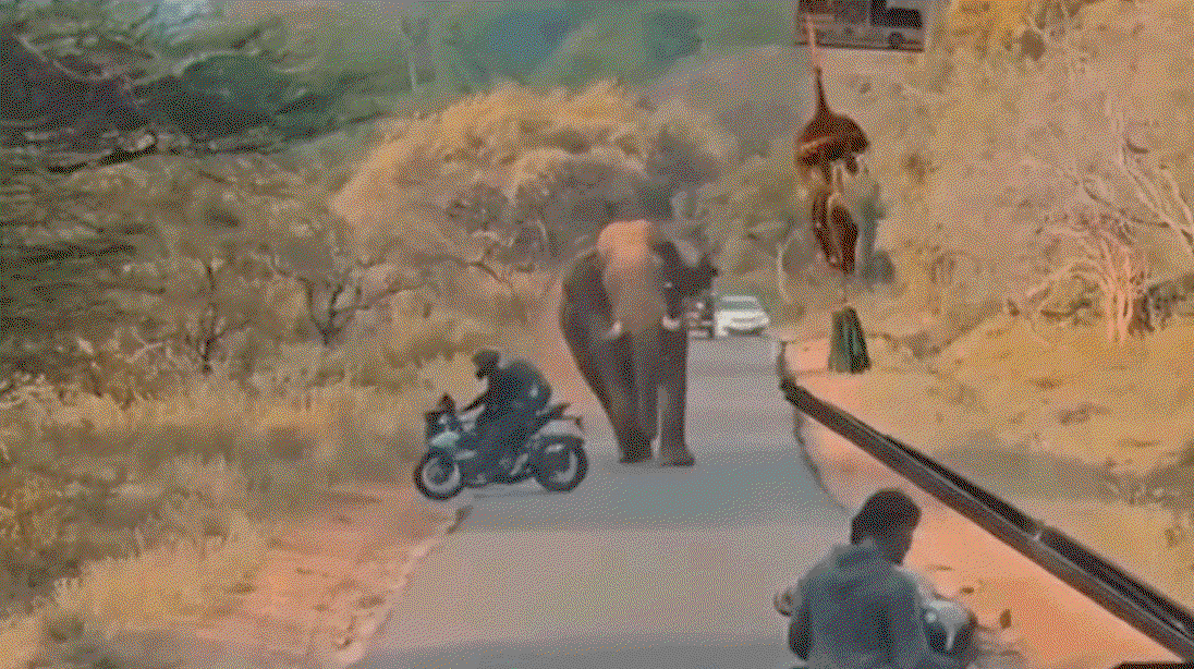 Boontje komt om zijn loontje voor bestuurder die op olifant afrijdt