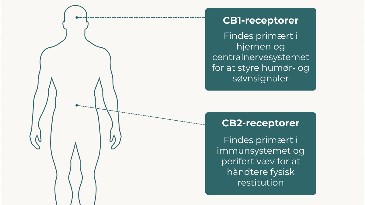 CB1-receptorer, der hovedsageligt findes i hjernen og centralnervesystemet, regulerer humør og søvn. CB2-receptorer, der hovedsageligt findes i immunsystemet og det perifere væv, regulerer den fysiske restitution