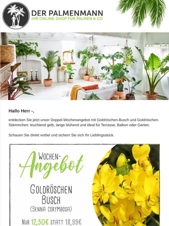 Doppel-Wochenangebot: Goldröschen-Busch & Goldröschen-Stämmchen