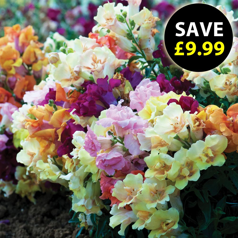 Antirrhinum 'Mini Butterflies Mixed'
