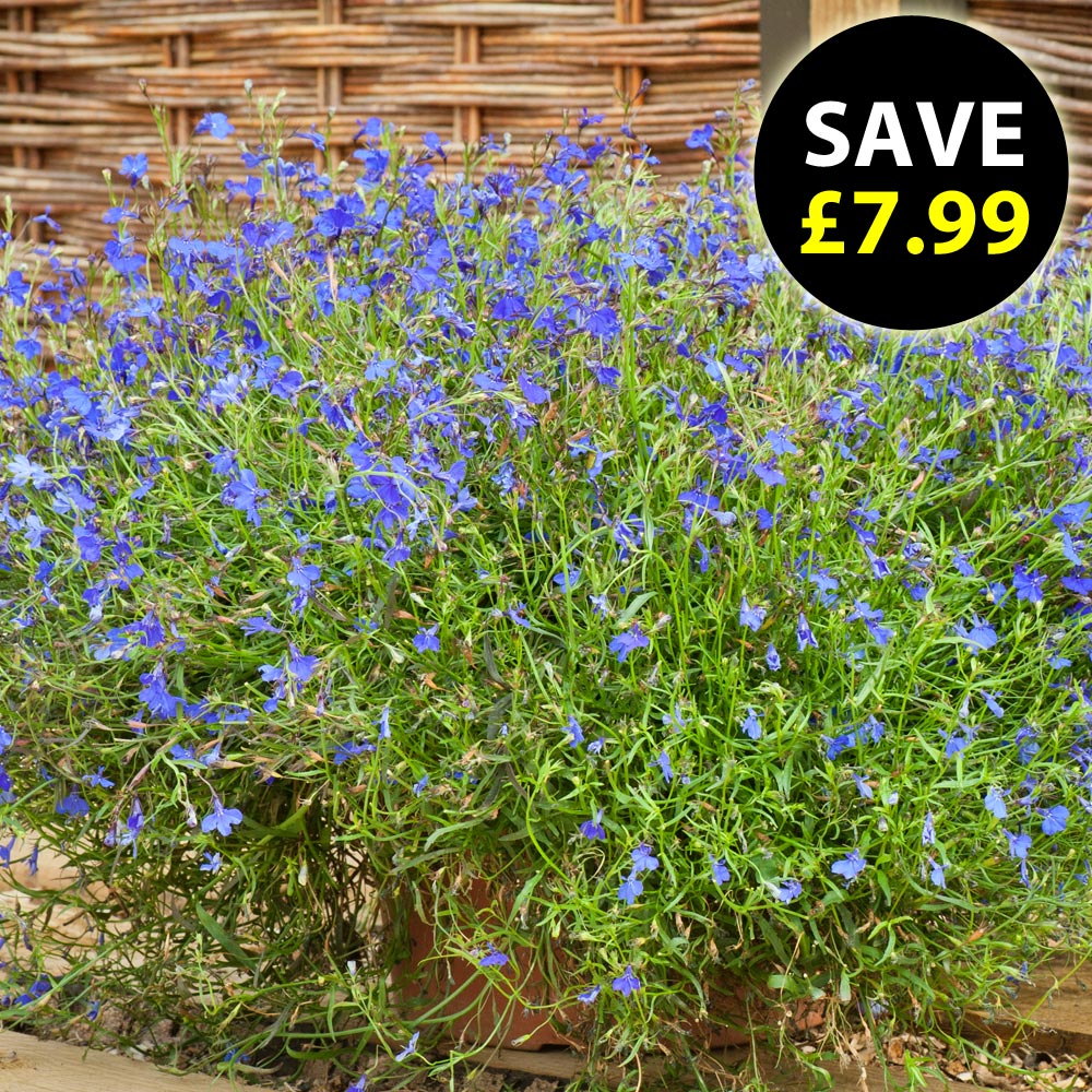 Lobelia 'Monsoon'